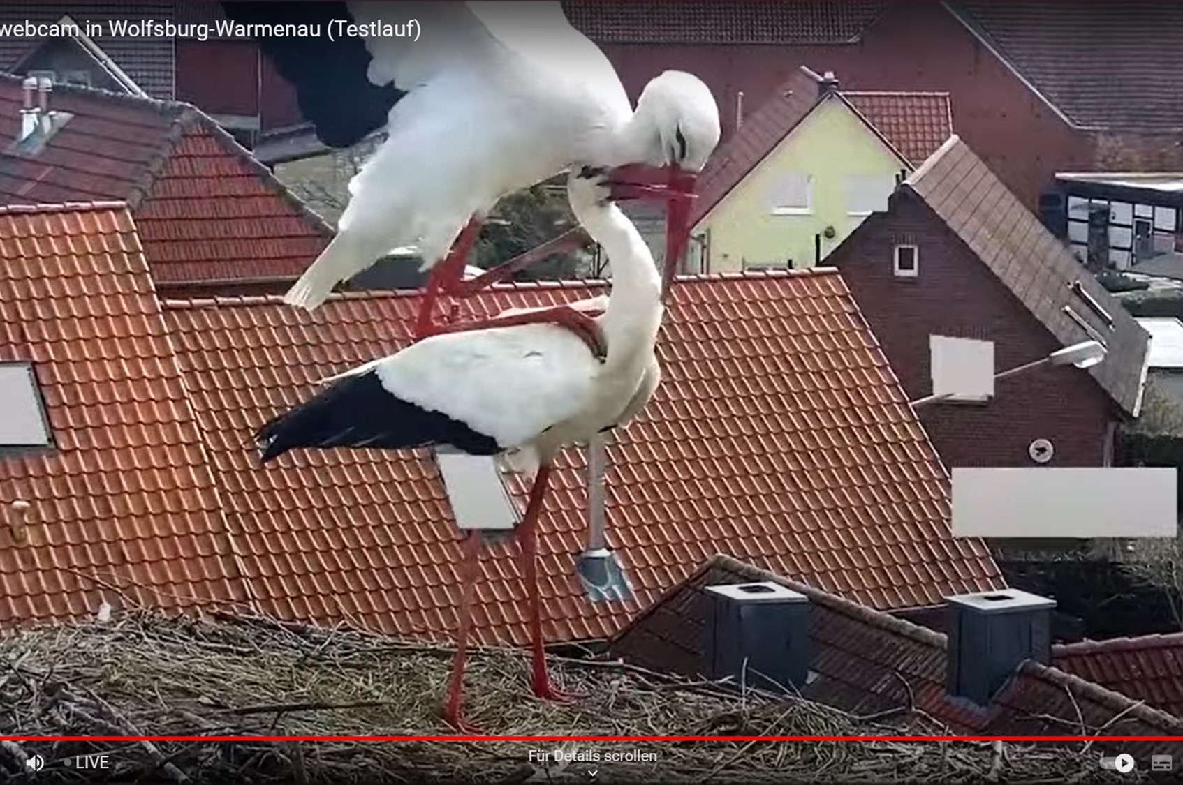 Stork nest in Wolfsburg-Warmenau