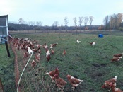 Freilaufende Hühner