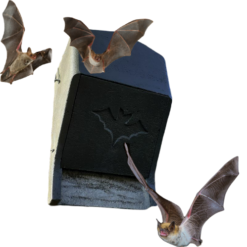 Large bat box for small bats