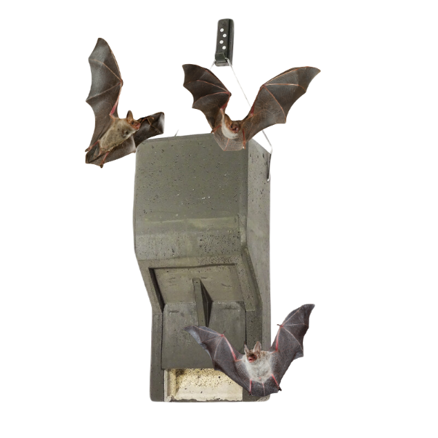 All-year-round bat roost for common noctule bats