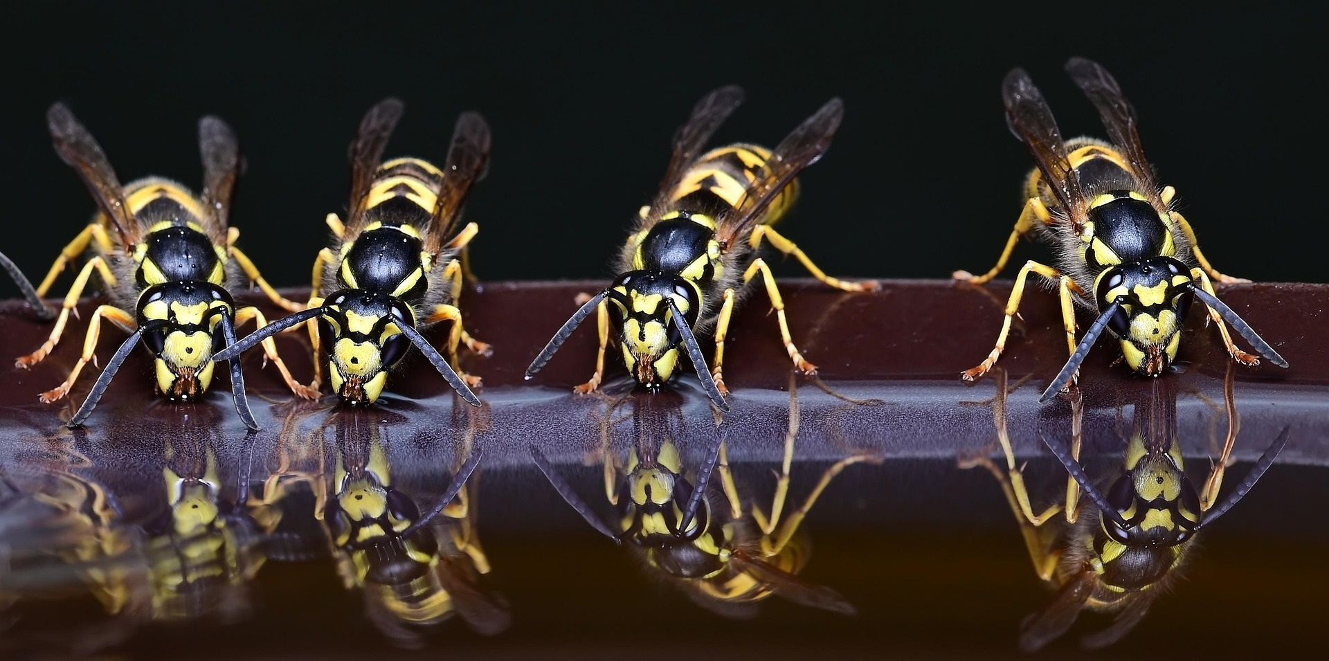 Vier Deutsche Wespen (Vespula germanica) beim Trinken; Foto: Claudia Wollesen/pixabay.com